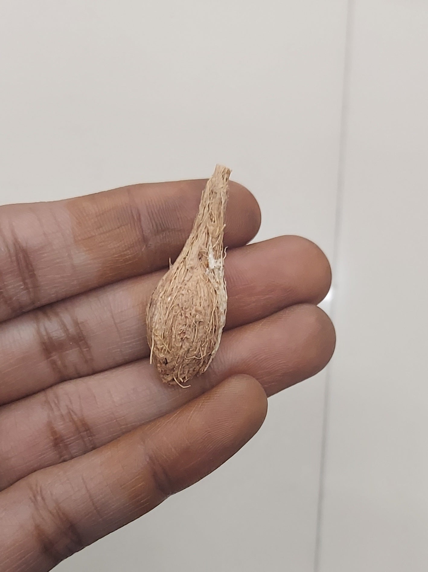 Coconut 1 piece