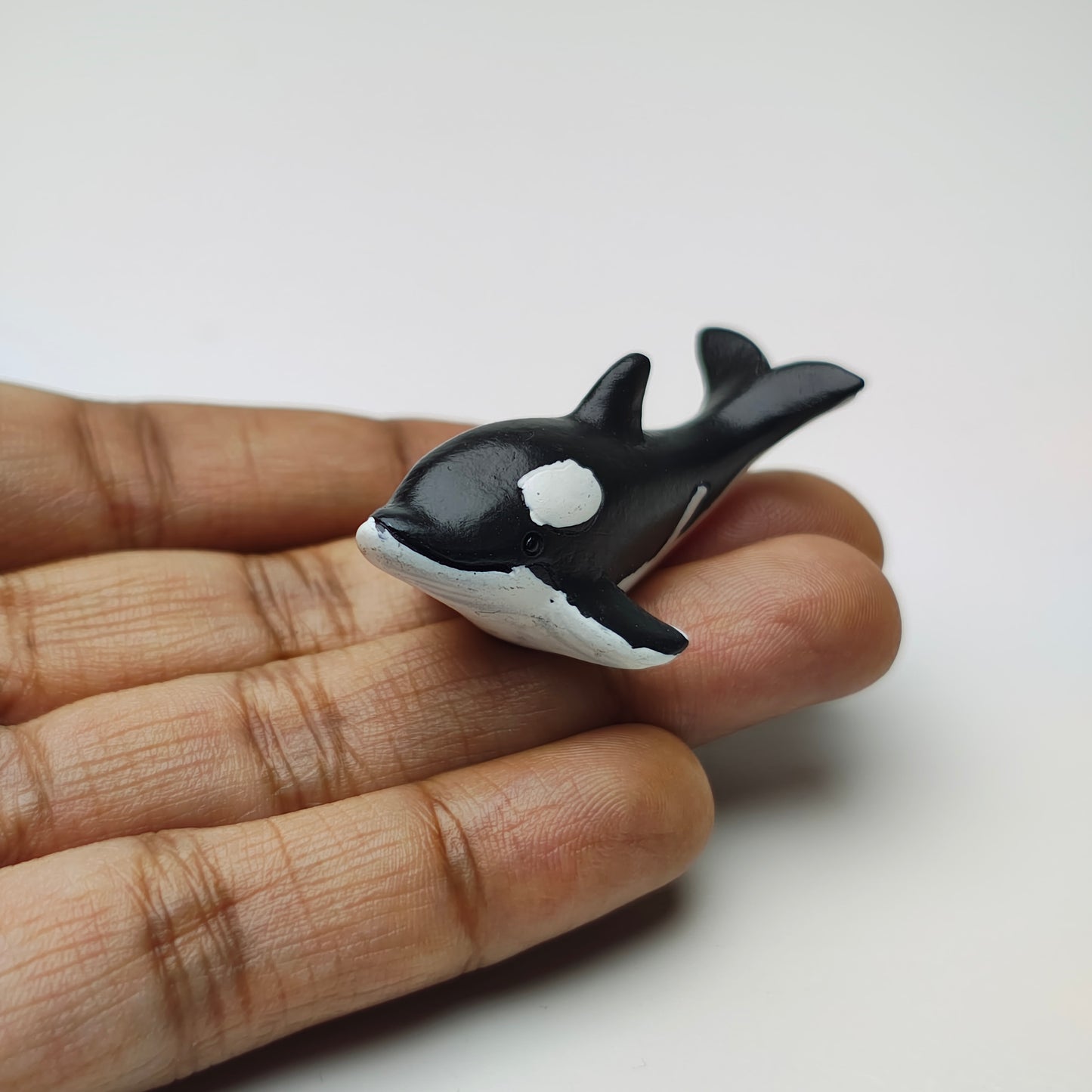 Dolphin
