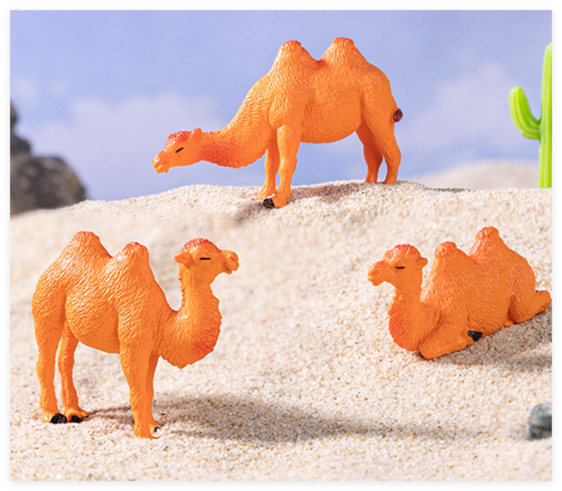 Camel_image_1
