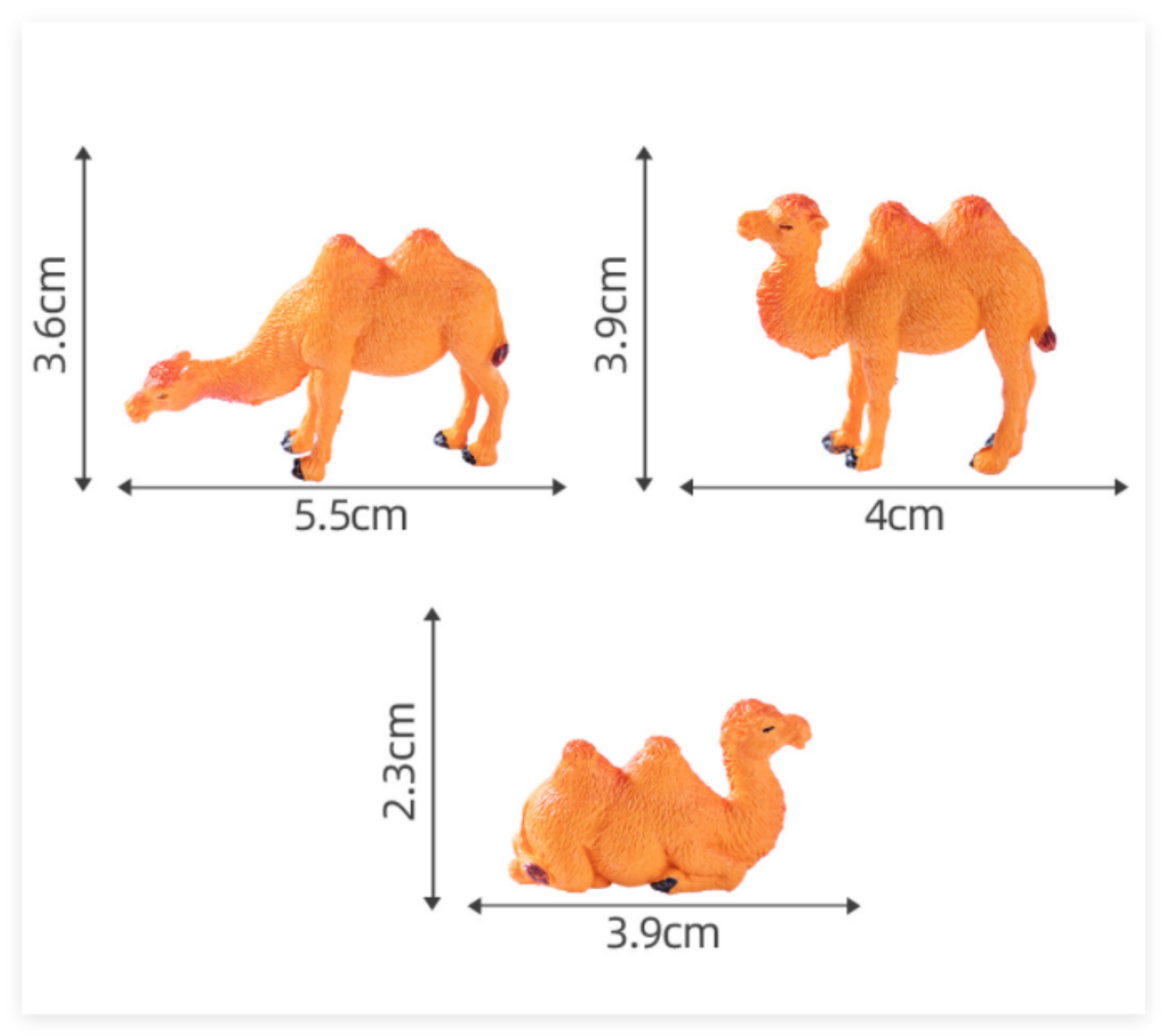 Camel_image_3