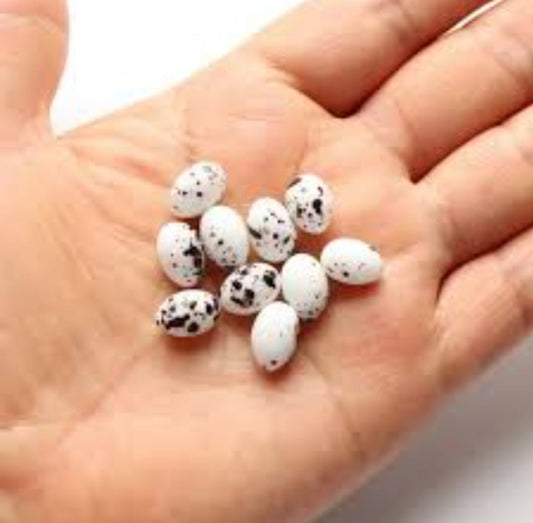 Quail Eggs