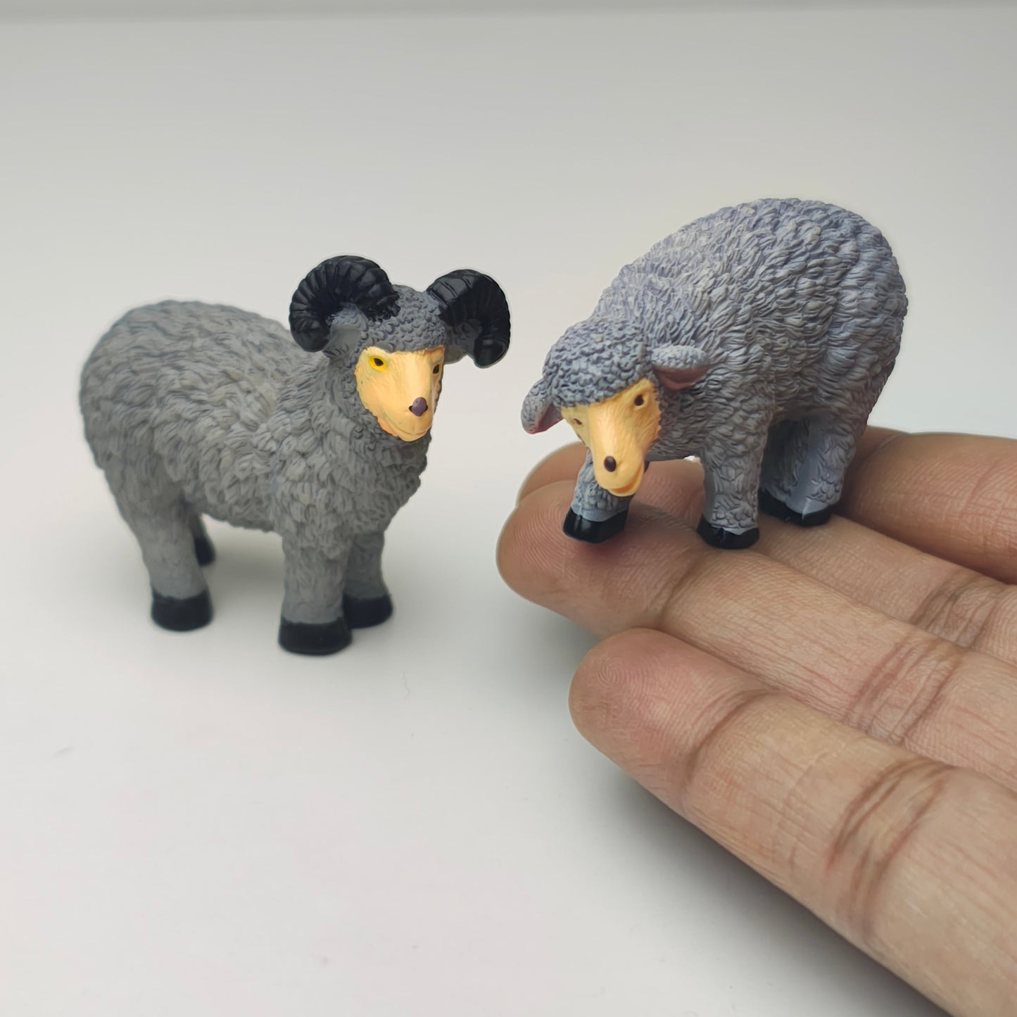 Sheep_image_1