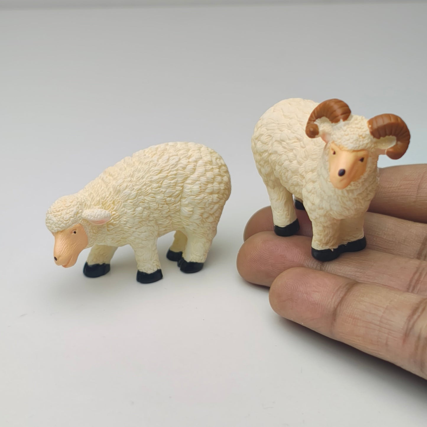 White_Sheep_image_1